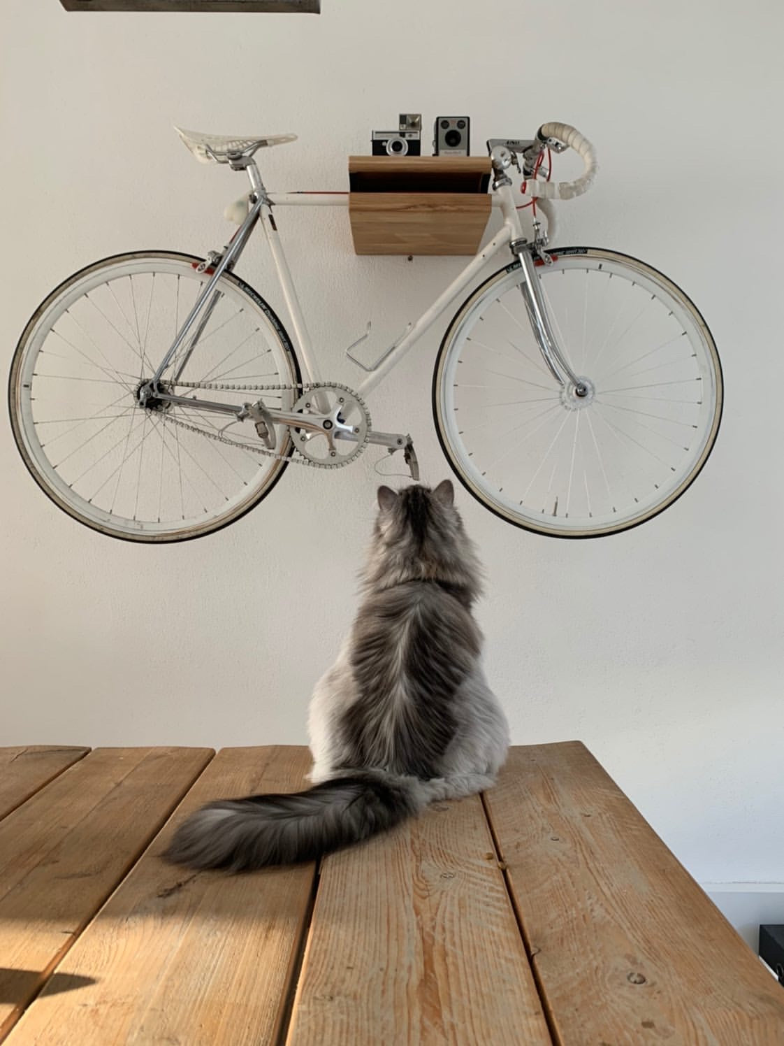 Cat sitting on a wooden table looking at a bicycle mounted on the wall.